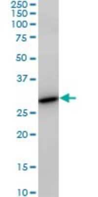 Western Blot: PAFAH1B3 Antibody (8C11) [H00005050-M02]