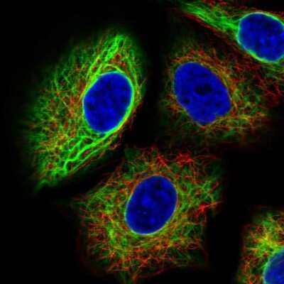 Immunocytochemistry/ Immunofluorescence: PAFAH1B3 Antibody [NBP1-86305]