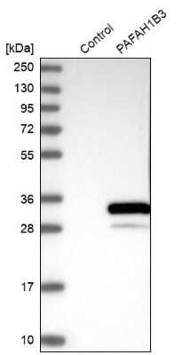 Western Blot: PAFAH1B3 Antibody [NBP1-86305]