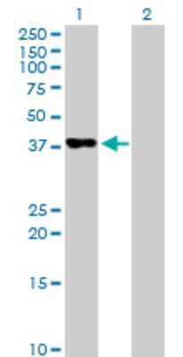 Western Blot: PAFAH2 Antibody [H00005051-B01P]