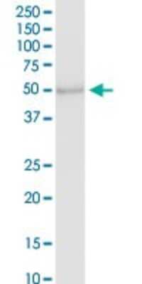 Western Blot: PAFAH2 Antibody [H00005051-D01P]