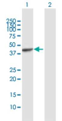 Western Blot: PAFAH2 Antibody [H00005051-D01P]