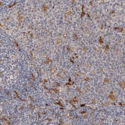 Immunohistochemistry-Paraffin: PAFR Antibody [NBP1-90346]