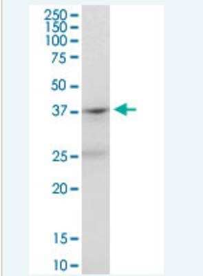 Western Blot: PAFR Antibody [H00005724-B01P-50ug]