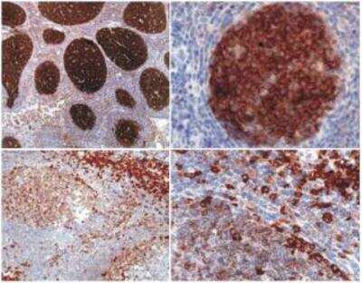 Immunohistochemistry: PAG1 Antibody (MEM-255) - BSA Free [NB500-342]