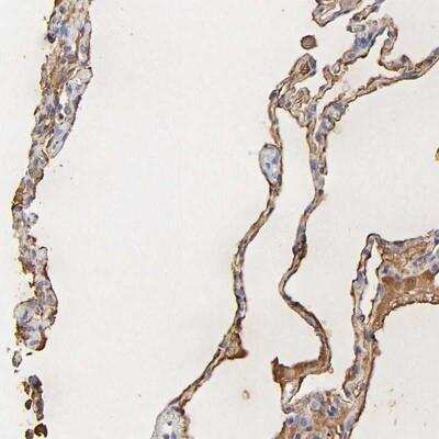 Immunohistochemistry: PAG1 Antibody [NBP1-88173]