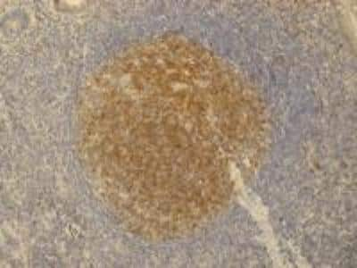 Immunohistochemistry-Paraffin: PAG1 Antibody (PAG-C1) - BSA Free [NB500-487]