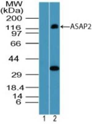 Western Blot: PAG3 Antibody [NBP2-24614]