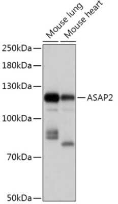 Western Blot: PAG3 AntibodyAzide and BSA Free [NBP2-94260]