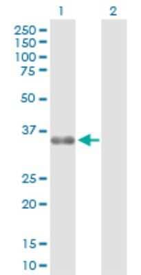 Western Blot: PAG608 Antibody [H00064393-D01P]