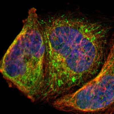 Immunocytochemistry/ Immunofluorescence: PAGE1 Antibody [NBP1-85414]