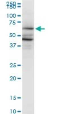 Western Blot: PAIP1 Antibody (2D11) [H00010605-M04]