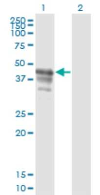 Western Blot: PAIP1 Antibody (2D11) [H00010605-M04]