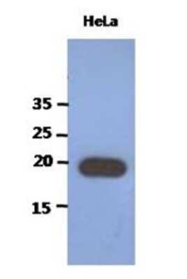 Western Blot: PAIP2 Antibody (1C12)BSA Free [NBP2-22555]