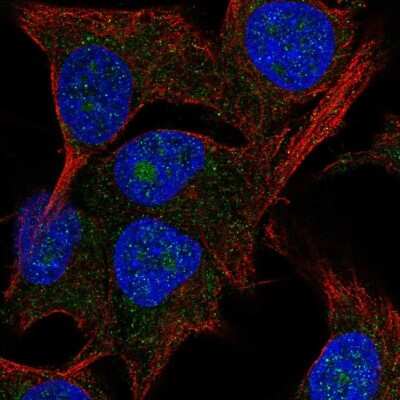 Immunocytochemistry/ Immunofluorescence: PAK1 interacting protein 1 Antibody [NBP2-68615]