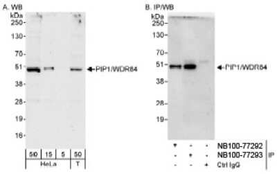 Western Blot: PAK1 interacting protein 1 Antibody [NB100-77292]