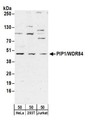 Western Blot: PAK1 interacting protein 1 Antibody [NB100-77292]