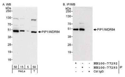 Western Blot: PAK1 interacting protein 1 Antibody [NB100-77293]