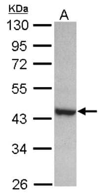 Western Blot: PAK1 interacting protein 1 Antibody [NBP2-19681]