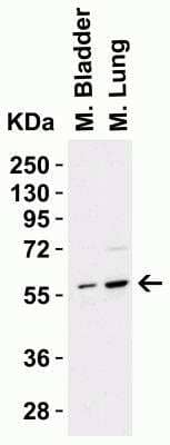 Western Blot: PAK2 AntibodyBSA Free [NBP1-76720]