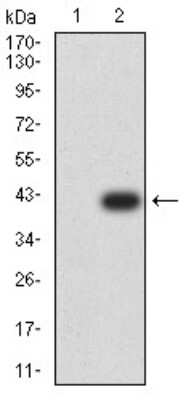 Western Blot: PAK3 Antibody (4G8A5)BSA Free [NBP2-61767]