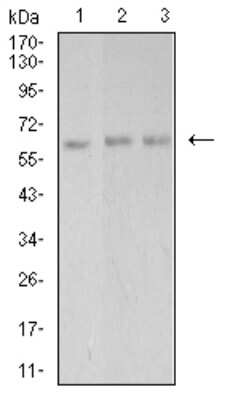 Western Blot: PAK3 Antibody (4G8A5)BSA Free [NBP2-61767]