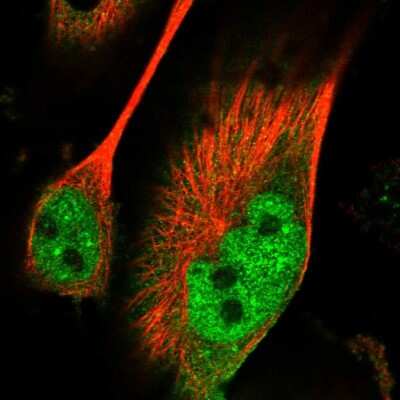 Immunocytochemistry/ Immunofluorescence: PAK7 Antibody [NBP1-89609]