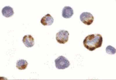 Immunocytochemistry/ Immunofluorescence: PAK7 Antibody - BSA Free [NBP1-77237]