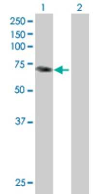 Western Blot: PALM2 Antibody [H00114299-B01P]