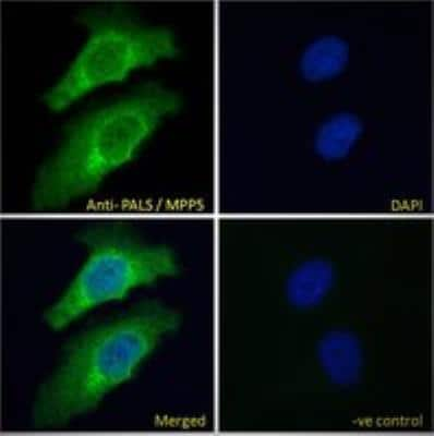 Immunocytochemistry/ Immunofluorescence: PALS1/MPP5 Antibody [NB300-952]