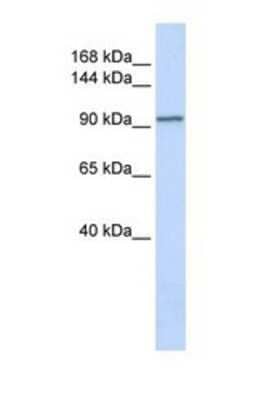 Western Blot: Peptidylglycine alpha-Amidating Monooxygenase/PAM Antibody [NBP1-69318]