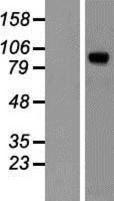 Western Blot: Peptidylglycine alpha-Amidating Monooxygenase/PAM Overexpression Lysate [NBP2-05619]