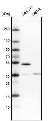 Western Blot: PAMCI Antibody [NBP1-80937]