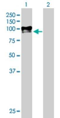 Western Blot: PAMR1 Antibody [H00025891-B01P]