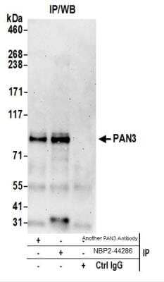 Western Blot: PAN3 Antibody [NBP2-44286]