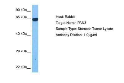 Western Blot: PAN3 Antibody [NBP2-85439]