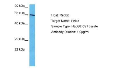 Western Blot: PAN3 Antibody [NBP2-85440]