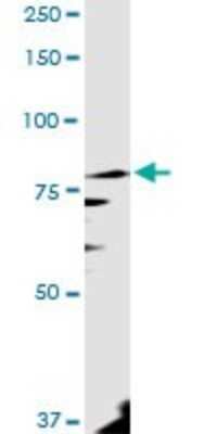 Western Blot: PANK4 Antibody [H00055229-D01P]