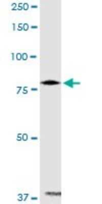 Western Blot: PANK4 Antibody [H00055229-D01P]