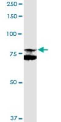 Western Blot: PANK4 Antibody [H00055229-D01P]