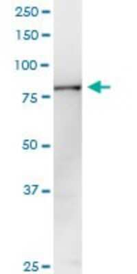 Western Blot: PANK4 Antibody [H00055229-D01P]