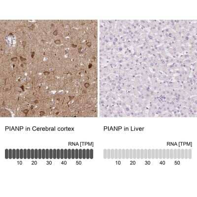 Immunohistochemistry-Paraffin: PANP/PILR alpha associated neural protein Antibody [NBP1-90541]