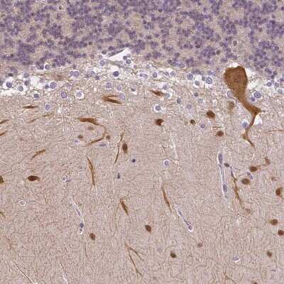 Immunohistochemistry-Paraffin: PANP/PILR alpha associated neural protein Antibody [NBP1-90541]