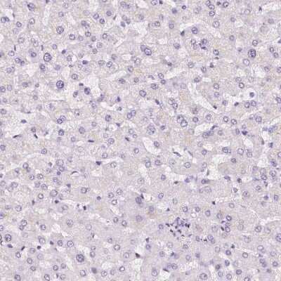 Immunohistochemistry-Paraffin: PANP/PILR alpha associated neural protein Antibody [NBP1-90541]