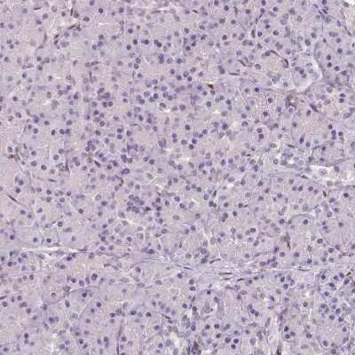 Immunohistochemistry-Paraffin: PANP/PILR alpha associated neural protein Antibody [NBP1-90541]