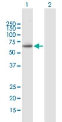 Western Blot: PAOX Antibody [H00196743-B01P-50ug]