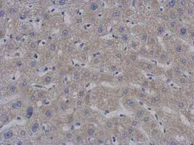Immunohistochemistry-Paraffin: PAPD1 Antibody (1D3) [NBP2-43686]