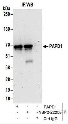 Immunoprecipitation: PAPD1 Antibody [NBP2-22258]