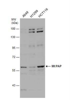 Western Blot: PAPD1 Antibody [NBP2-19689]