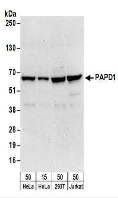 Western Blot: PAPD1 Antibody [NBP2-22258]